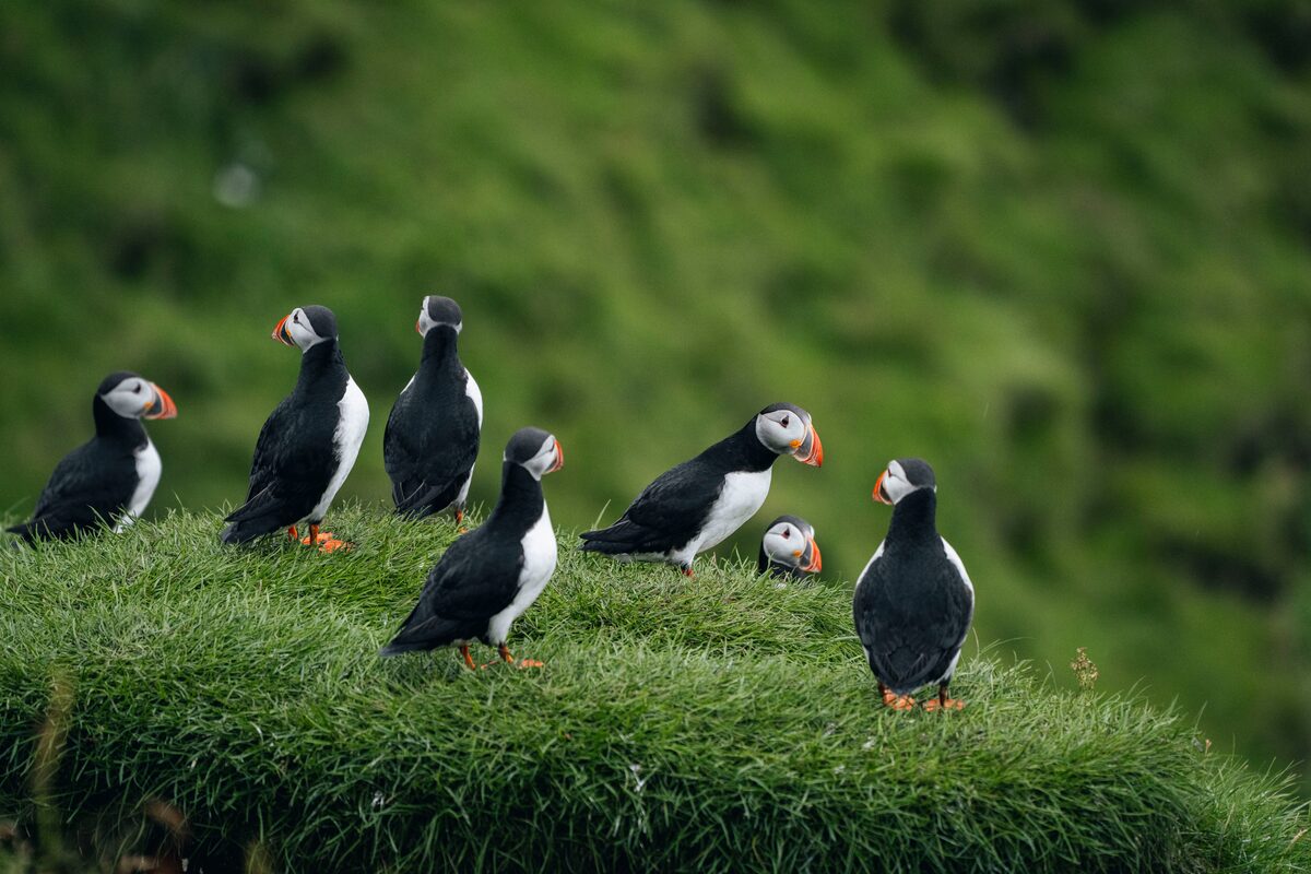 A group of Atlantic puffins standing on a grassy clifftop in Vestmannaeyjar, Iceland.