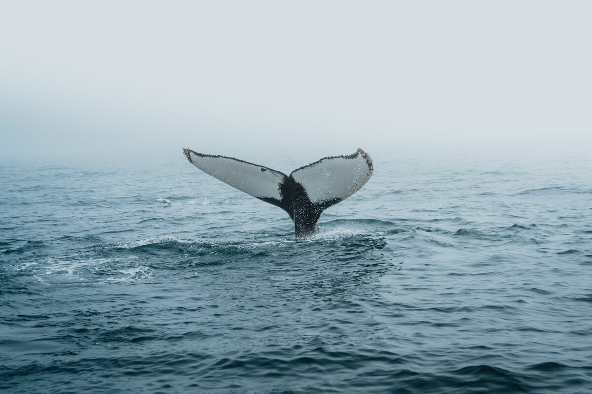 A whale lifts its tail above calm water before diving, in Iceland's coastal waters.