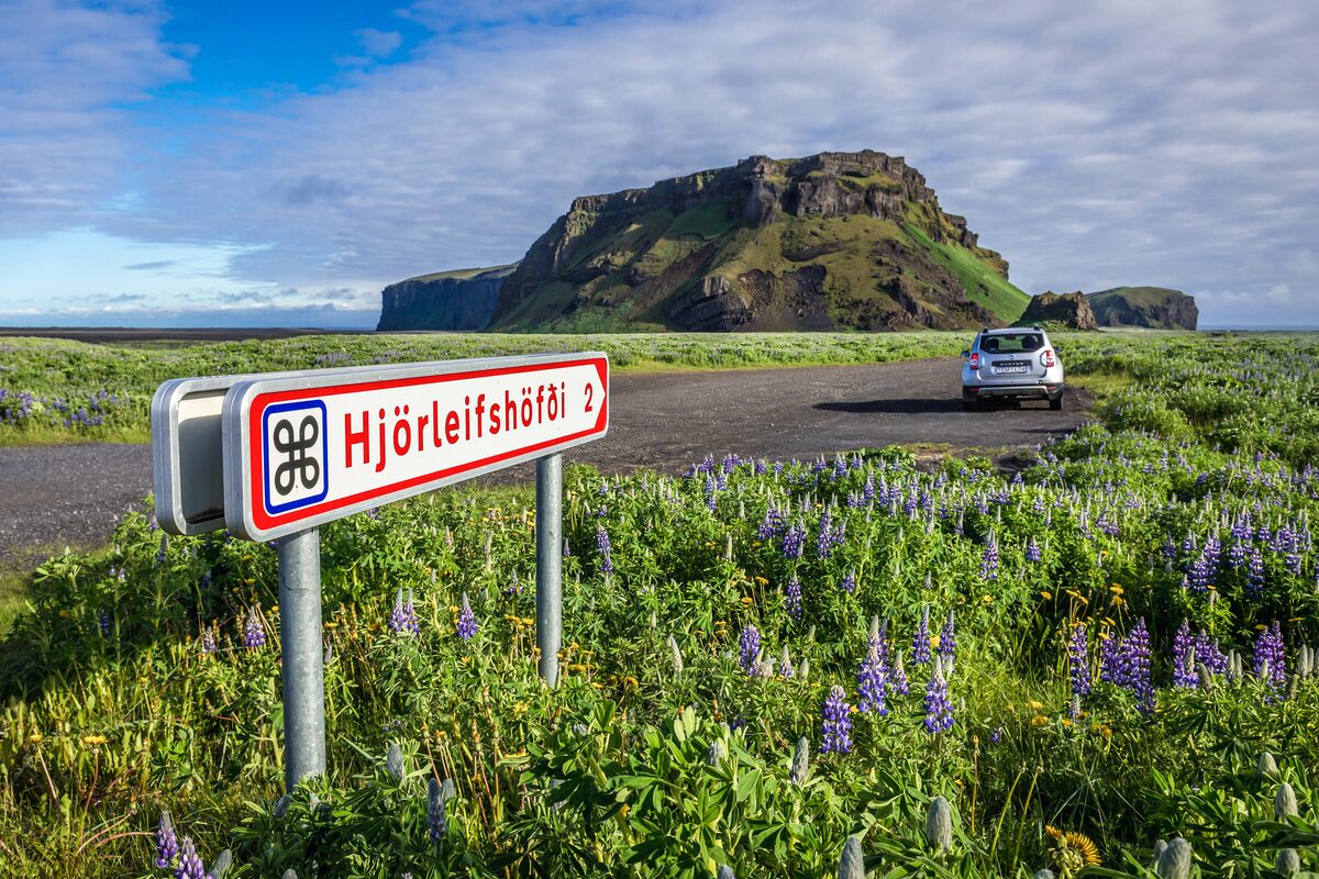 Hjörleifshöfði road sign and a car in a lupine-filled parking area, with the cape behind.