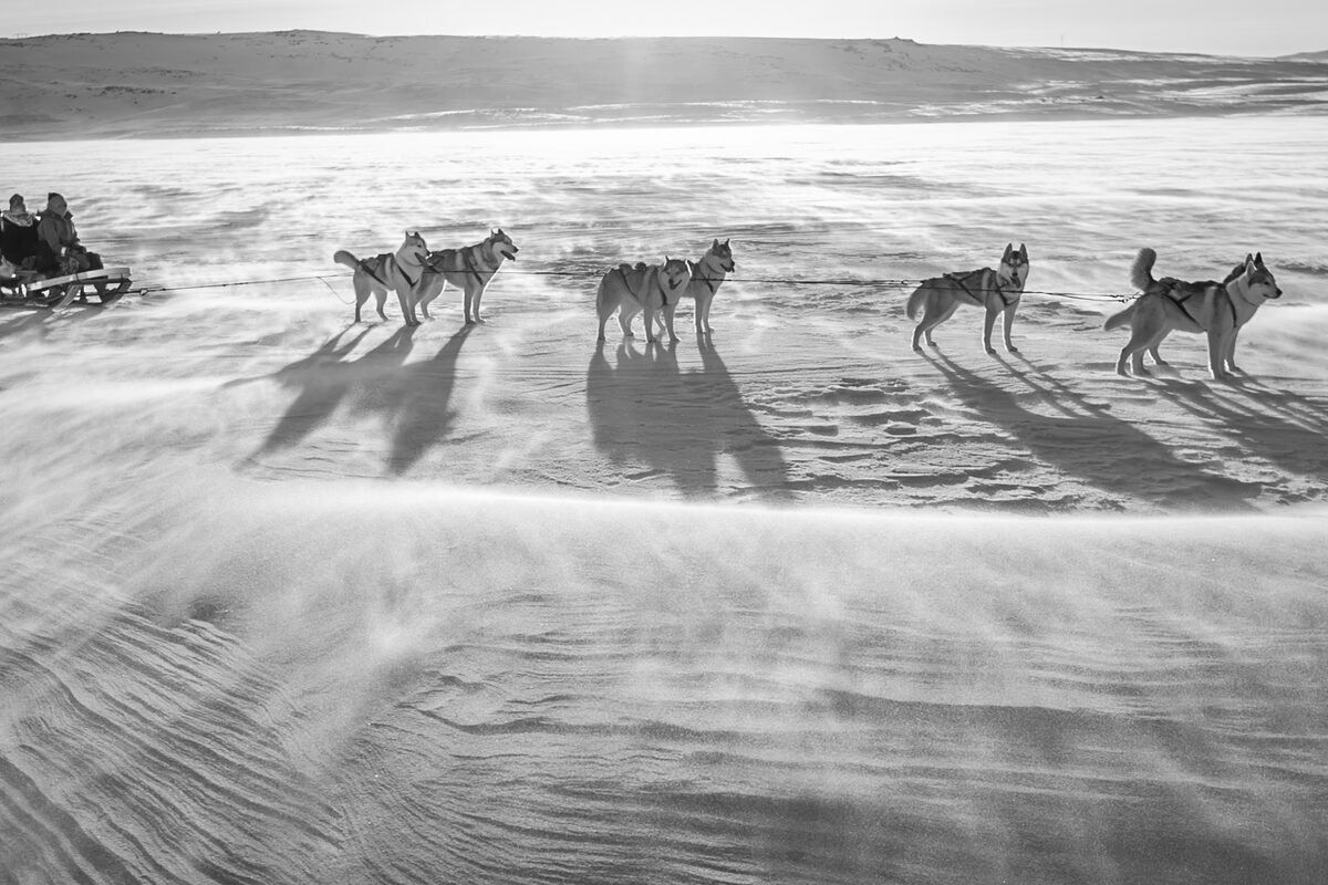 Black And White Image Of Huskies Resting From Dog Sledding in Iceland