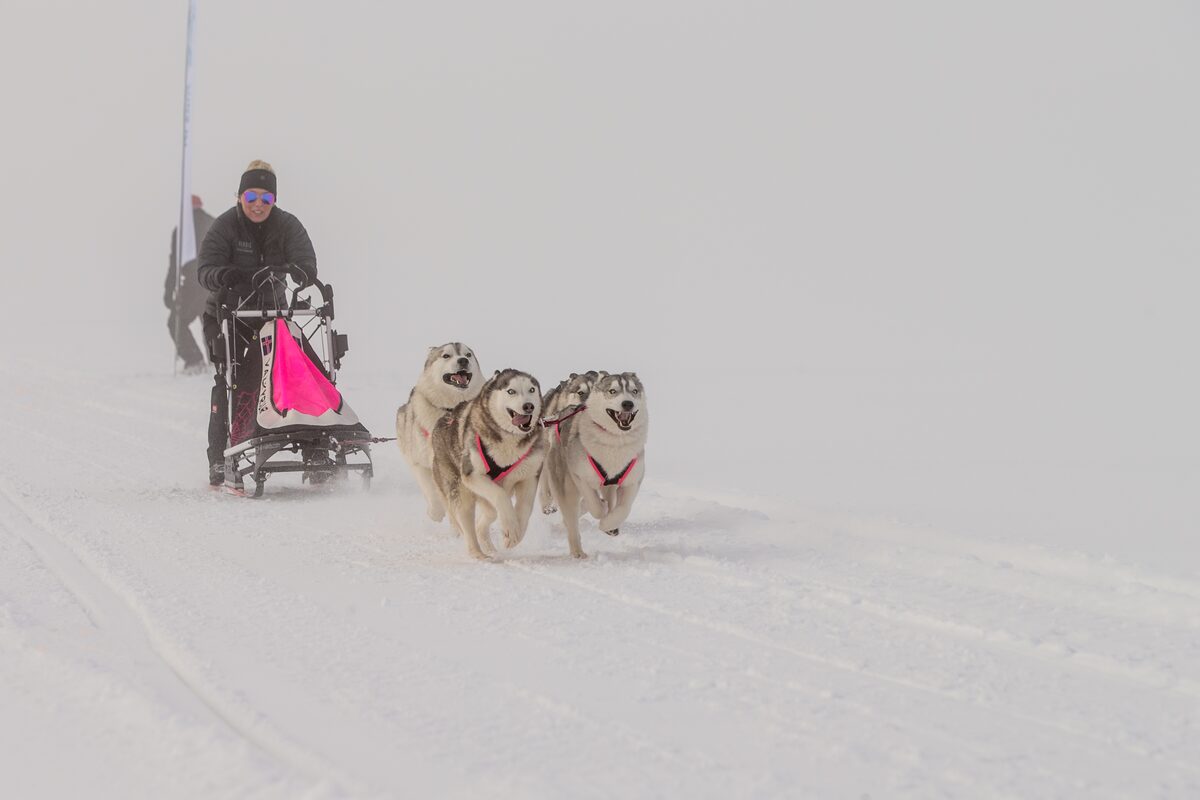 Four Huskies Pulling A Woman On A Sled in Iceland