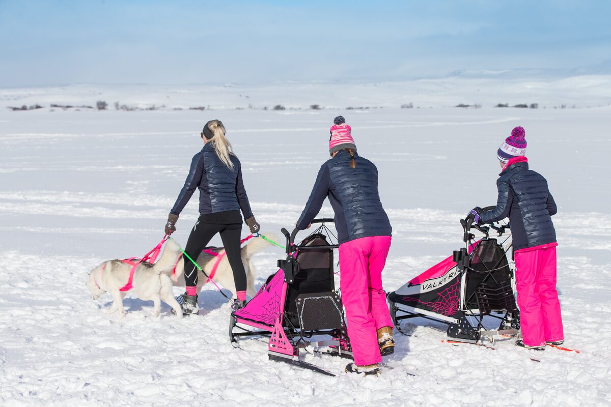 Guide With Huskies Drawing Pink Sleds in Iceland