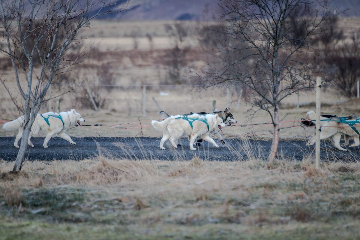 Huskies Running On A Gravel Road