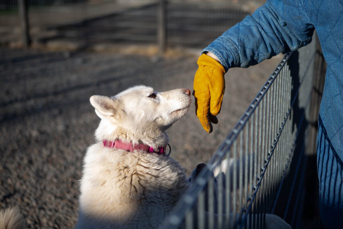 Husky Sniffing A Hand in Iceland