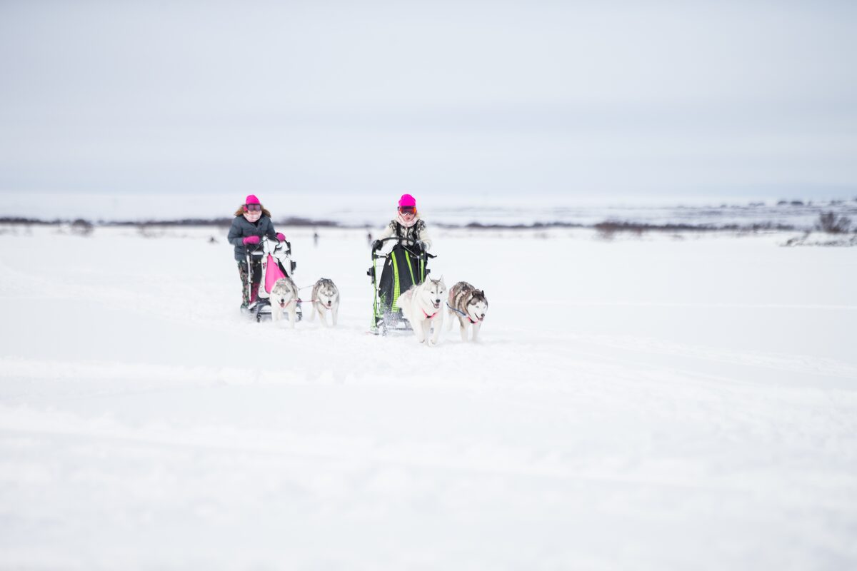 Two Girls Dog Sledding With Huskies in Iceland