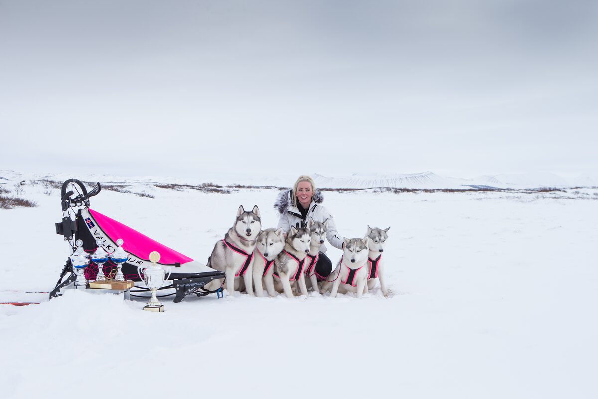 Woman With Six Huskies And A Sled On Snow With Awards For Dog Sledding in Iceland