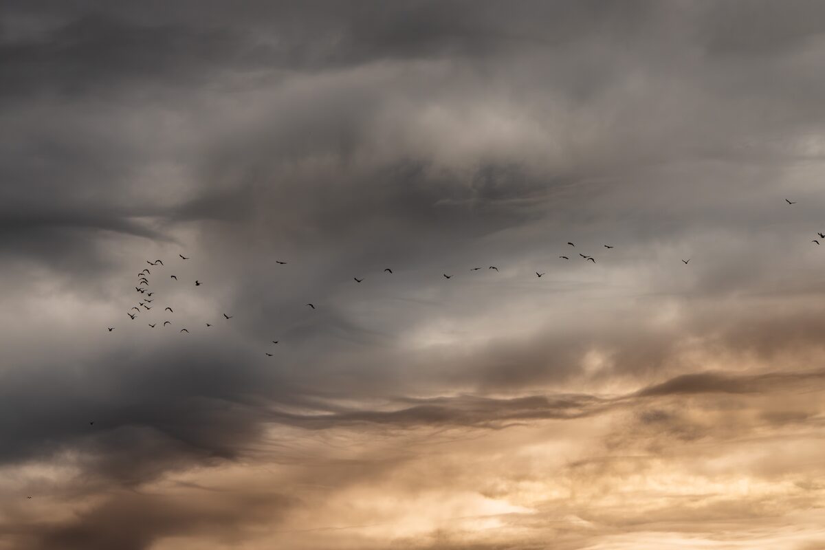 Flock of birds flying beneath dark clouds during the total solar eclipse.
