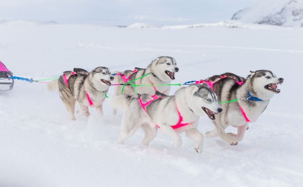 Husky Tours in Iceland