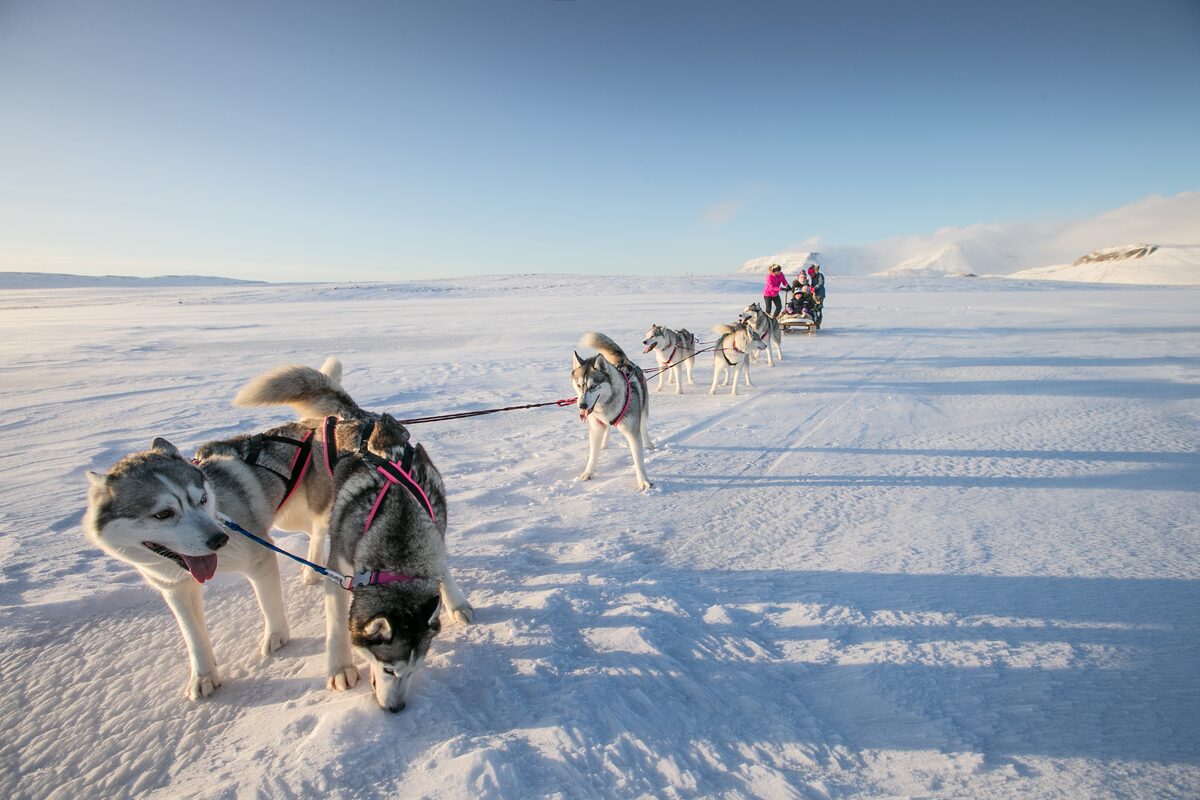 Team of Siberian Huskies pulling a sled across a snowy trail