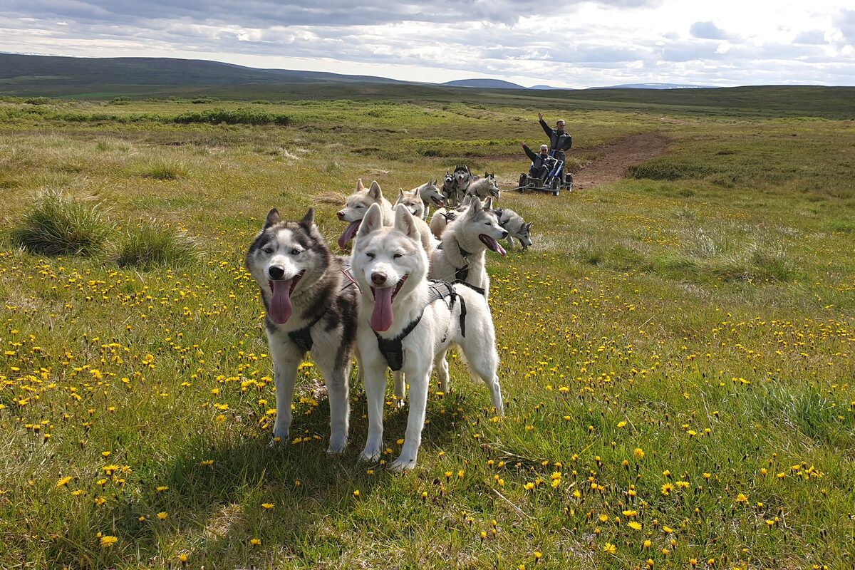 Siberian Huskies outdoors in the Lake Mývatn area of North Iceland