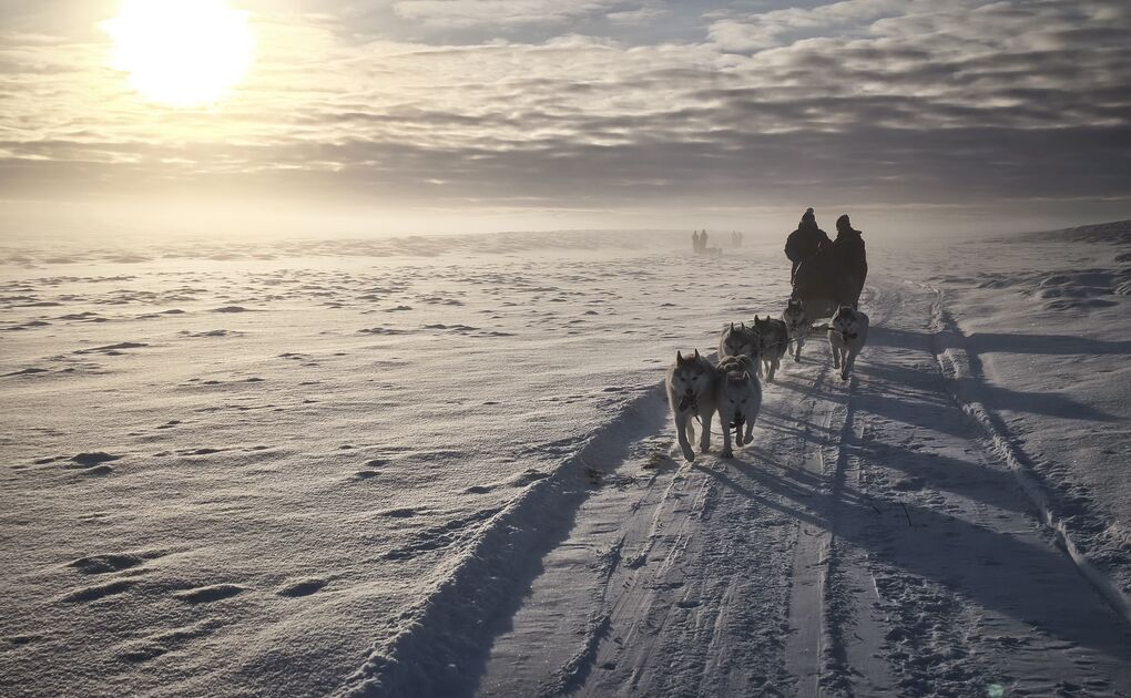 Siberian Husky Dog Sledding in North Iceland