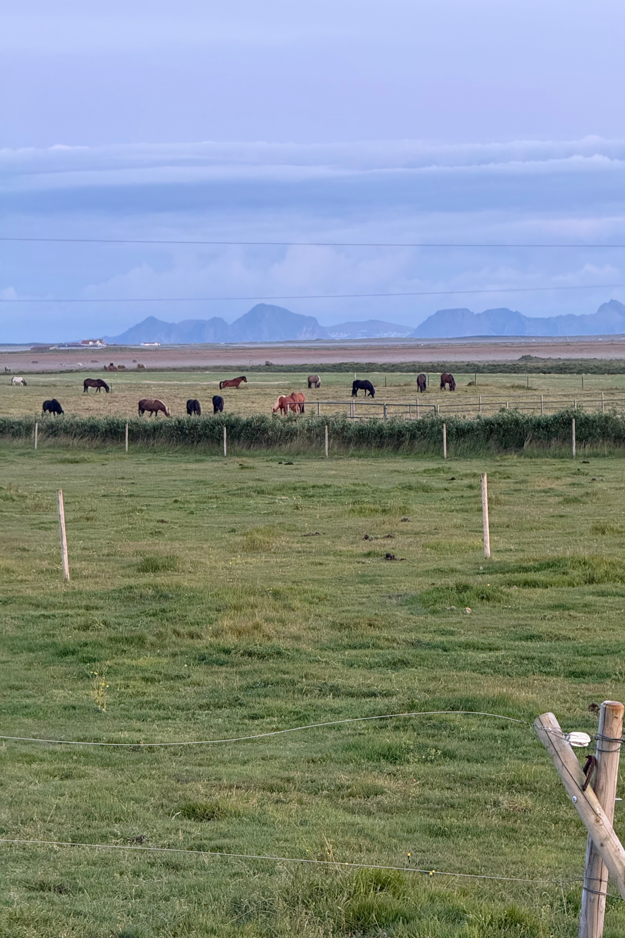 Icelandic horses grazing in a fenced pasture with mountainous islands on the horizon.