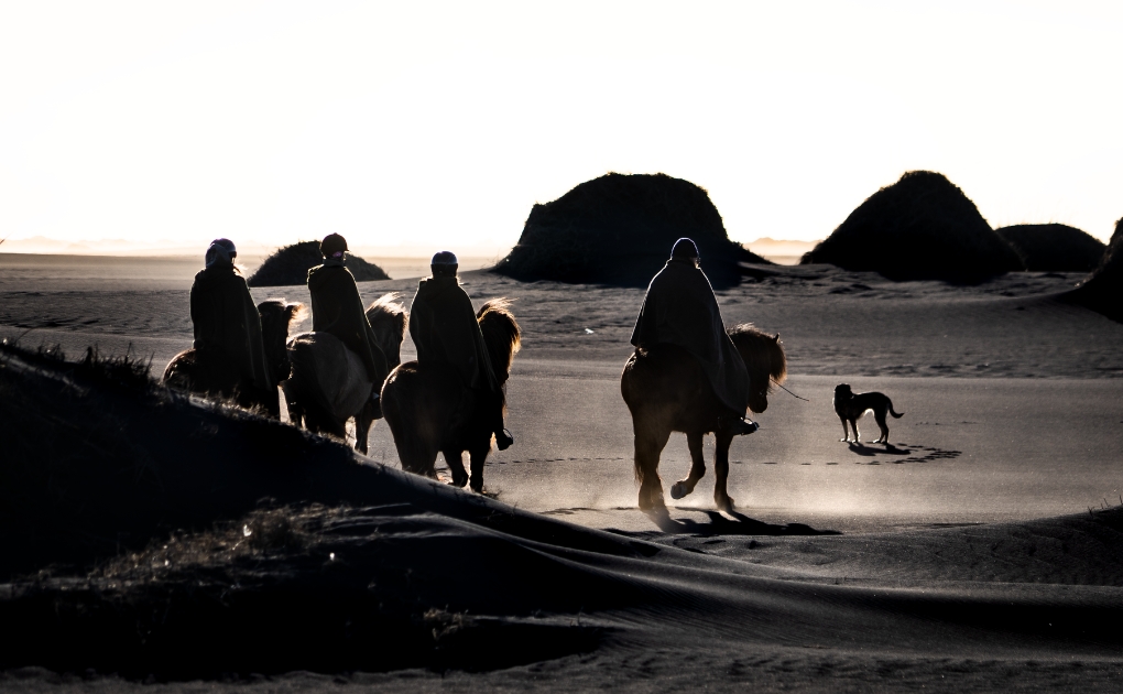 Visiting Mr Iceland Farm in South Iceland: What It's Like
