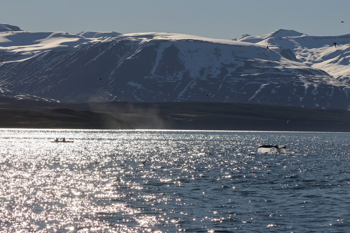 Whales Tail Out Of Water Near Two People Kayaking in Iceland