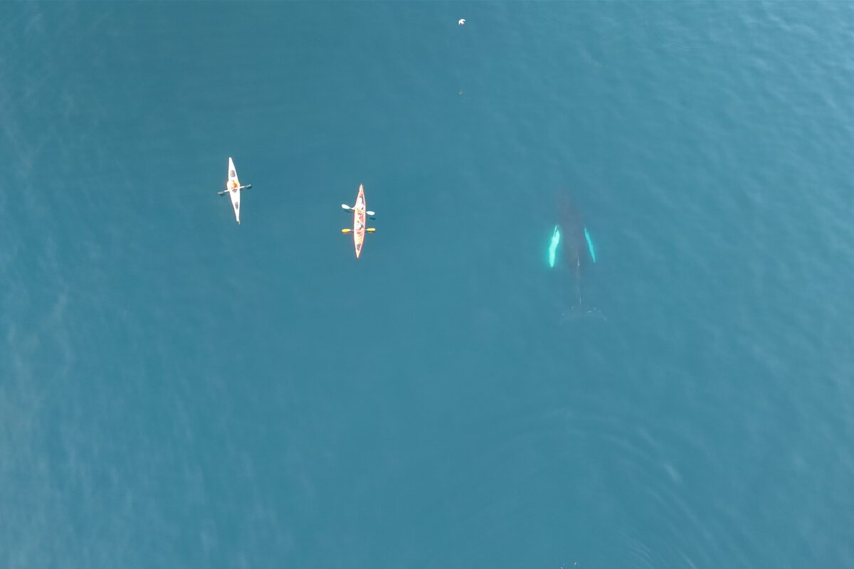 Two Kayaks And A Whale In The Water From Above in Iceland