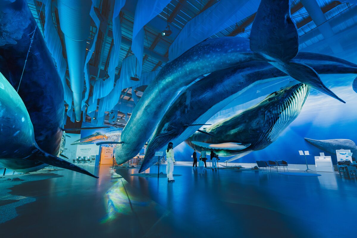 Massive Whales At Whales Of Iceland in Reykjavik