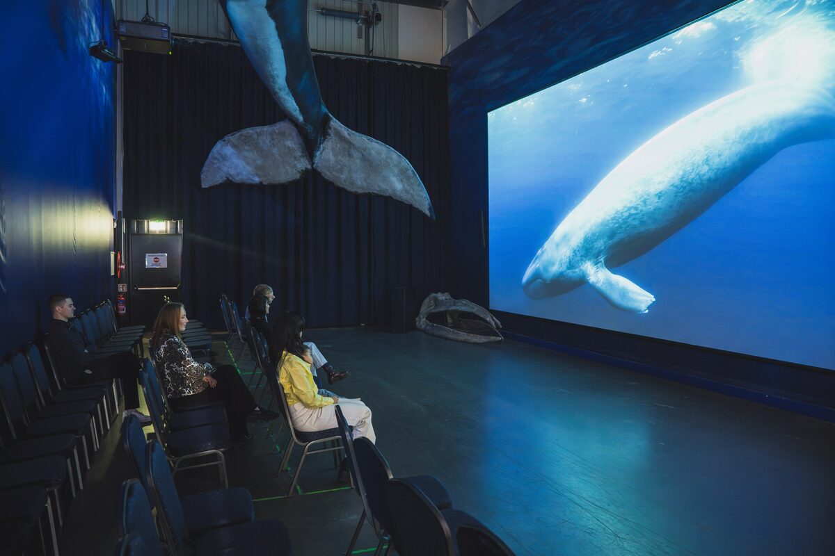 People Viewing A Video On A Projection At Whales Of Iceland in Reykjavik