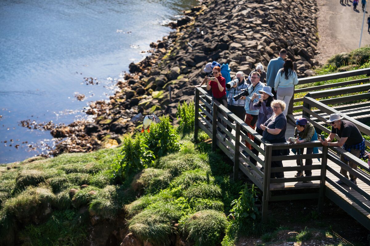 Visitors with cameras on a wooden viewing platform at Hafnarhólmi as a puffin flies over the shore.