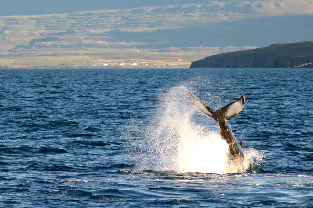 Whale Watching Tour from Dalvik with RIB boat express Arctic Adventures