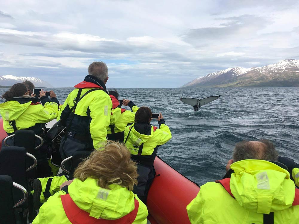 Whale Watching Tour from Dalvik with RIB boat express Arctic Adventures