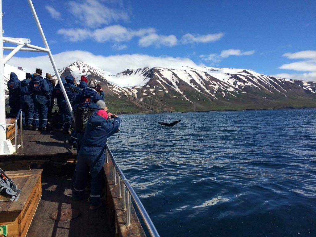 Whale Watching in Dalvik