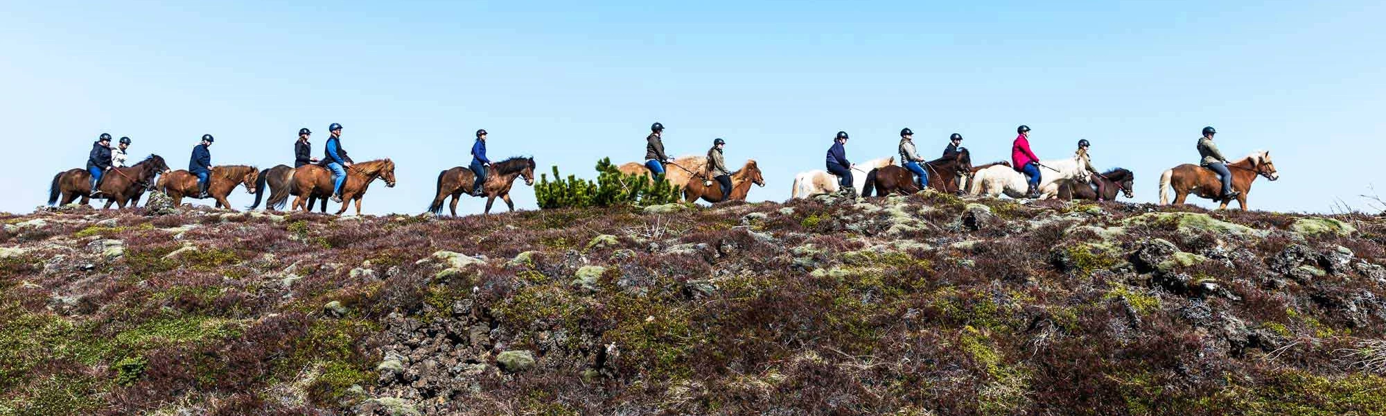 best iceland horse tours
