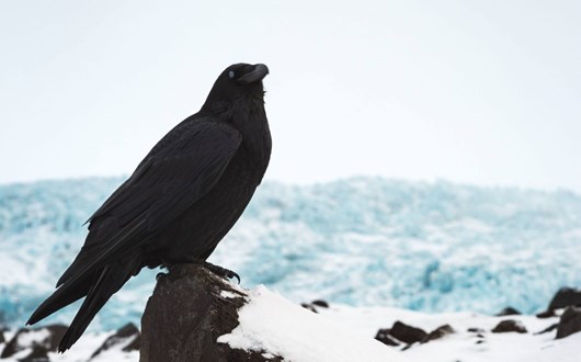 The Ravens of Iceland