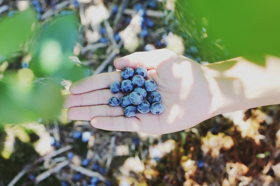 Blueberries Picking in Iceland