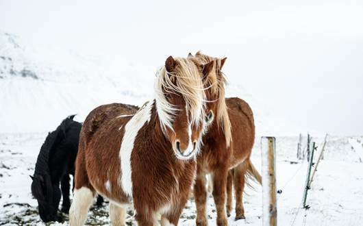 15 Photos That Show You True Icelandic Winter