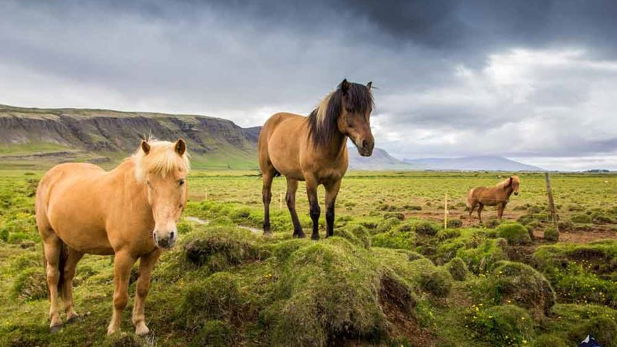 three Icelandic horses