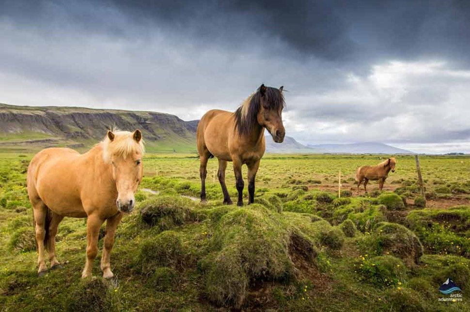 three horses in Icelandic nature
