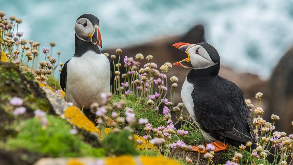 Everyone loves puffins. So how are these adorable seabirds faring