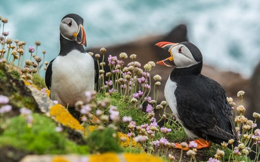 Puffins in Iceland - Everything You Need to Know