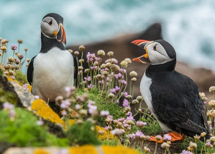 Tag: Puffins