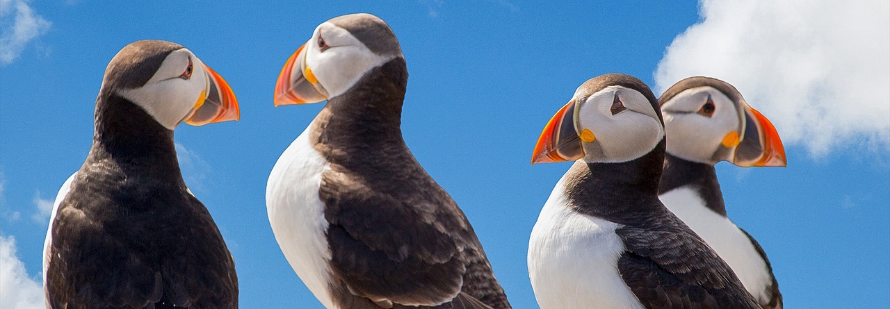 Atlantic puffin Facts, pictures & more about Atlantic puffin