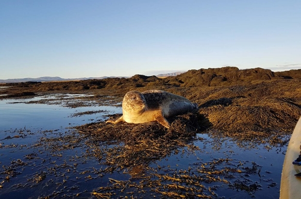 seal laying on shore by Icelandic sea