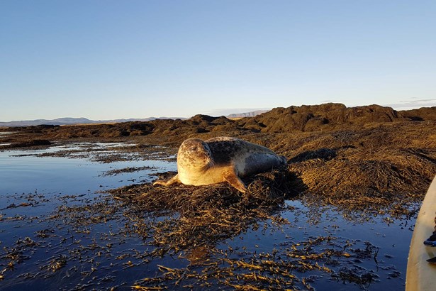 seal laying on the shore