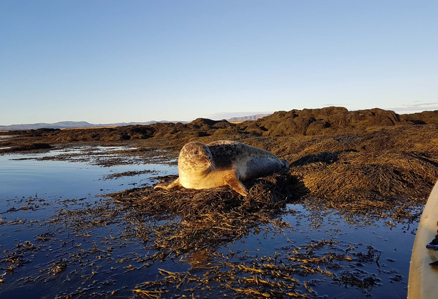 wild seal in Iceland