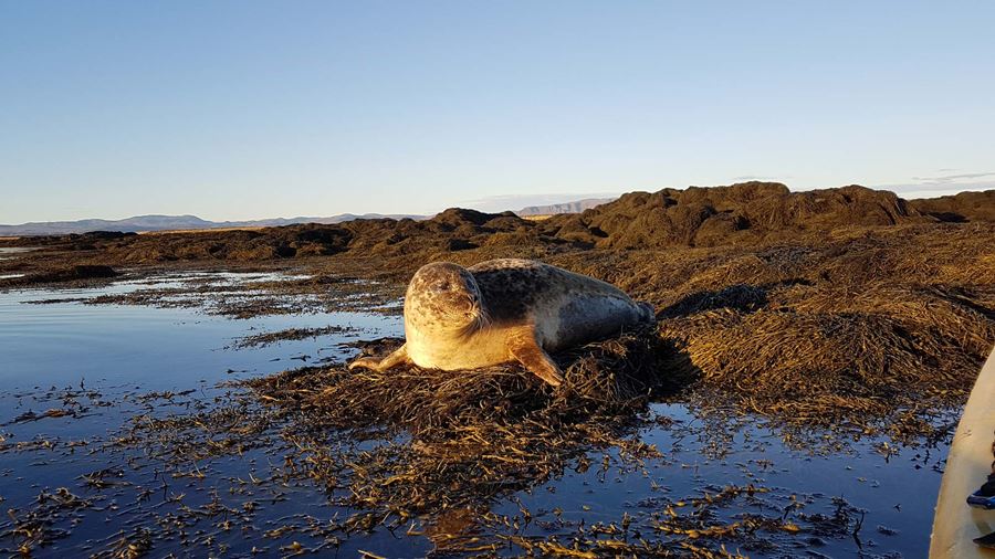 wild seal in Iceland