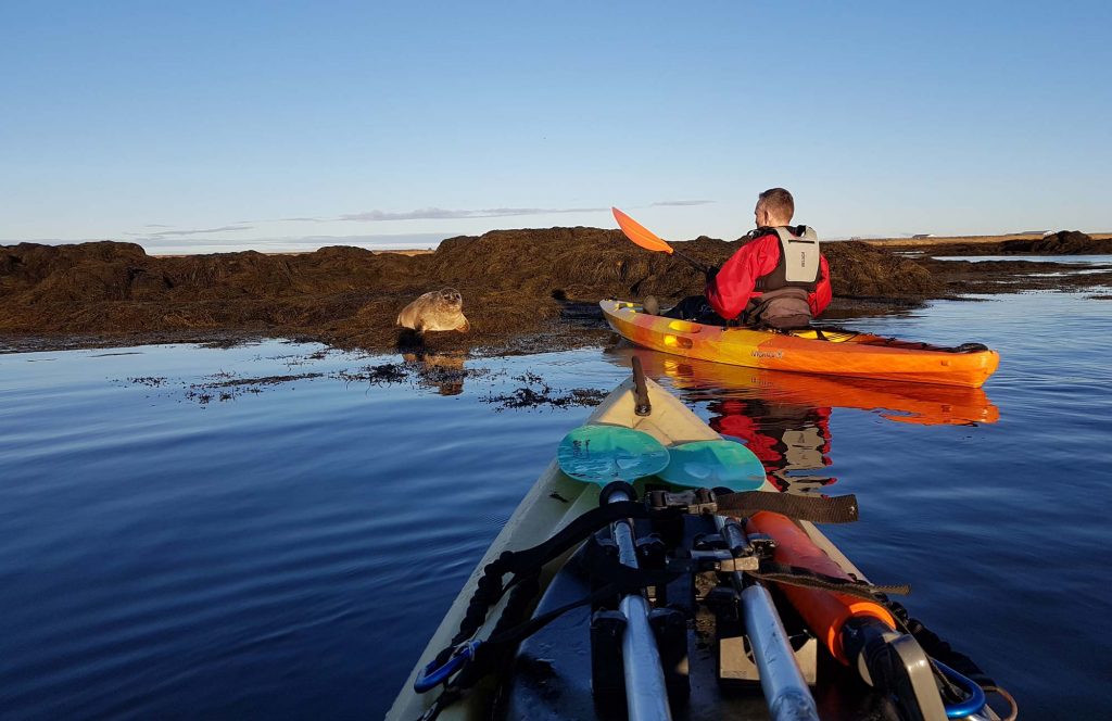 two kayakers found seal in the sea