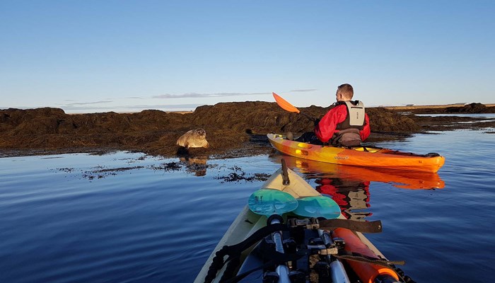 kayakers spotted the seal in Iceland