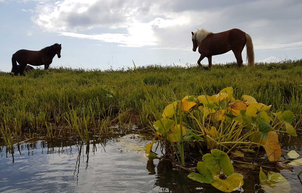 two Icelandic horses by the river