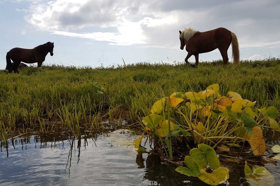two Icelandic horses by the river