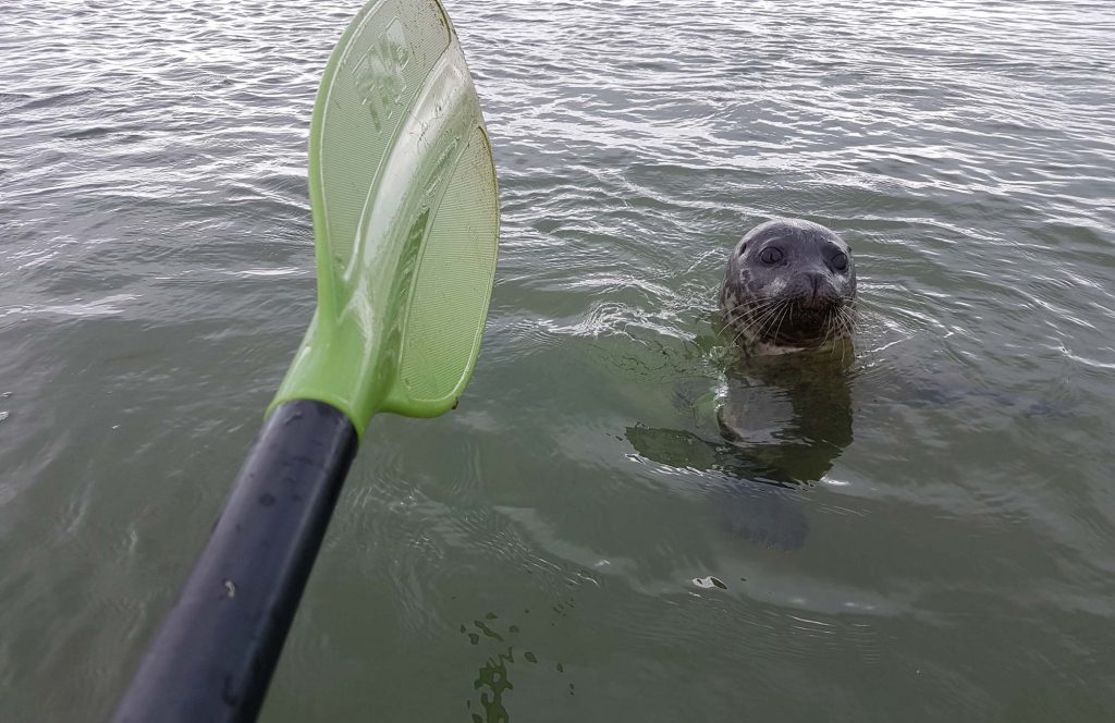 paddle and seal in the sea