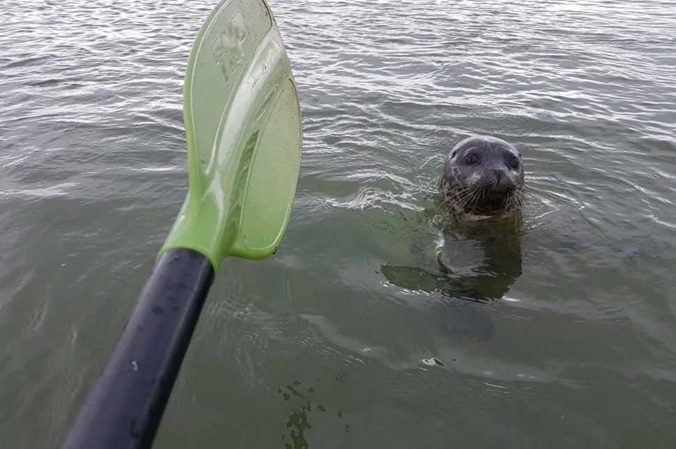 paddle and seal in the sea