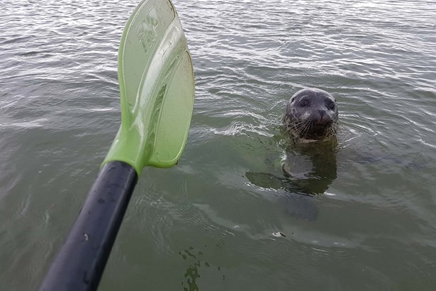 seal swimming near kayak