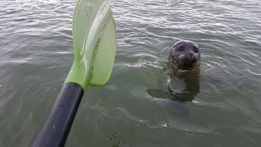 seal by the paddle