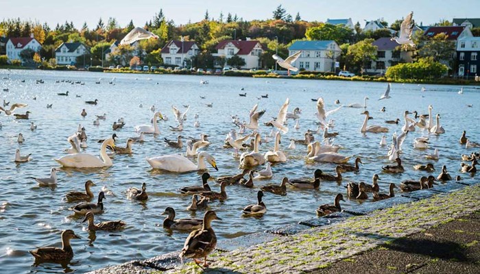 ducks and swans by the shore in Reykjavik