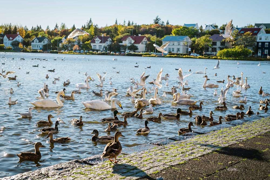 ducks and swans by the shore