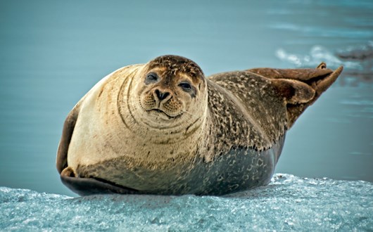 Seals in Iceland - All About the Icelandic Seals
